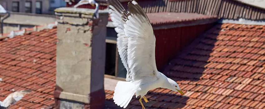 Residential Chimney Animal Removal Solution in Caldwell, ID