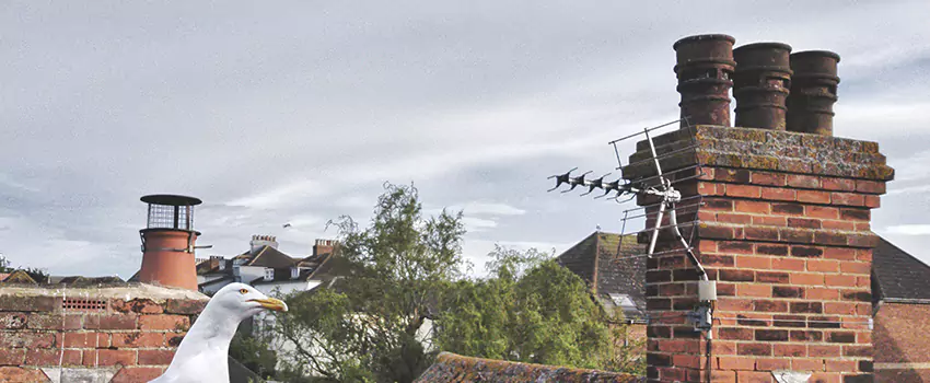 Chimney Cleaning And Restoration in Caldwell, Idaho
